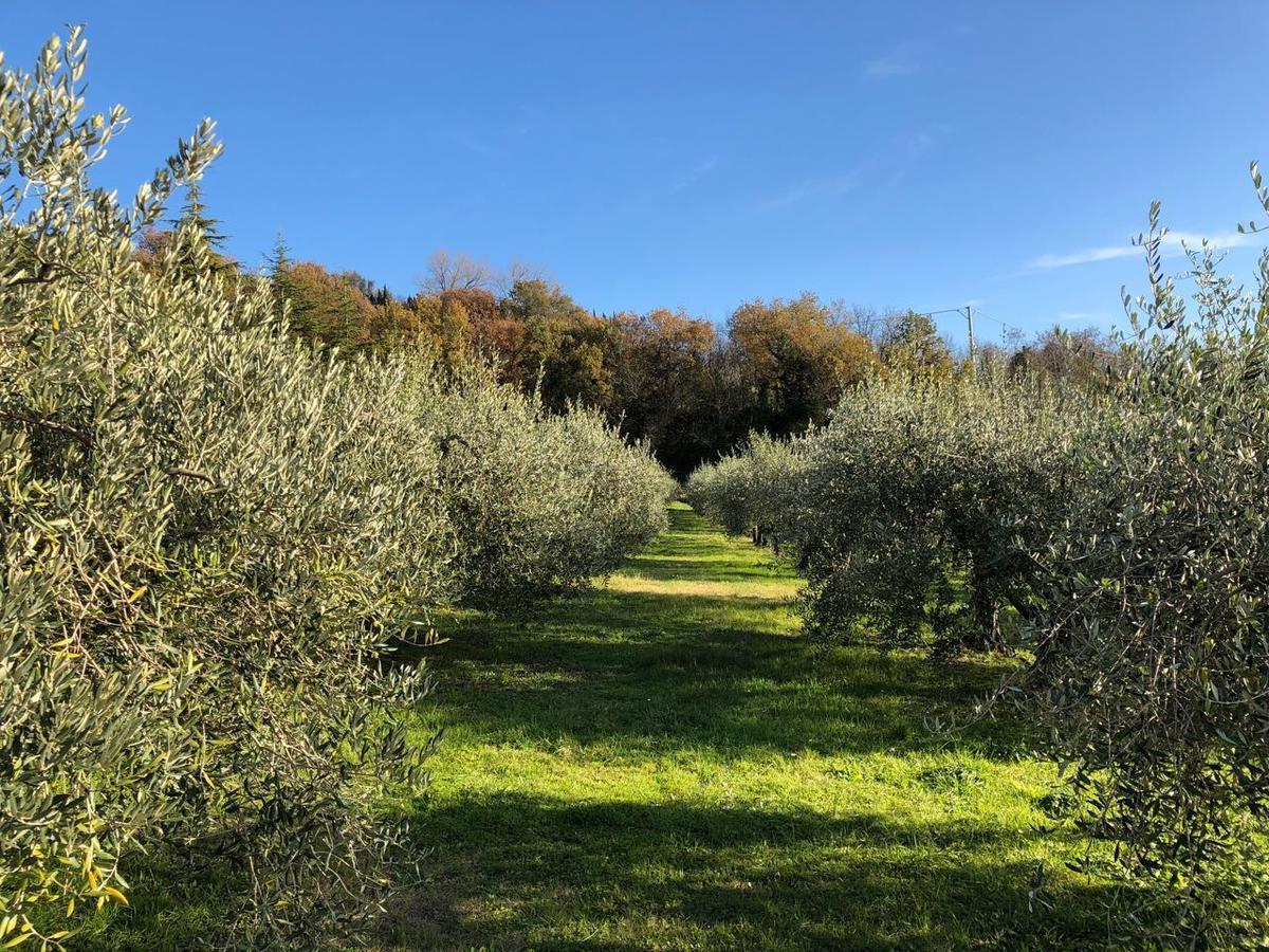 La Tenuta Del Giglio Villa Tavullia Bagian luar foto