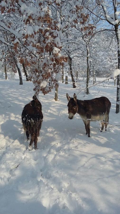 La Tenuta Del Giglio Villa Tavullia Bagian luar foto